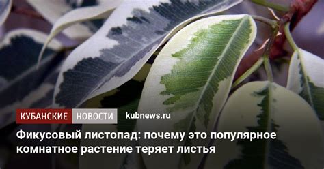 Причины опадения листьев Шеффлеры