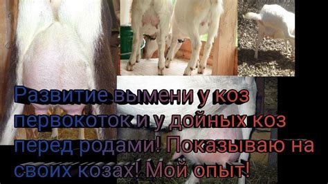 Профилактика проблем с рубцом у коз