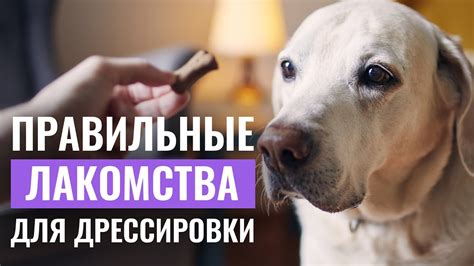 Проявите терпение и настойчивость в обучении собаки