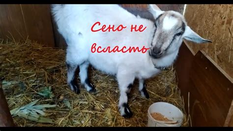 Рацион козы для повышения работоспособности рубца