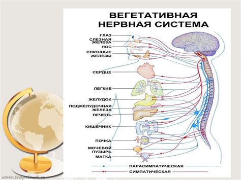 Ролевая функция нервной системы