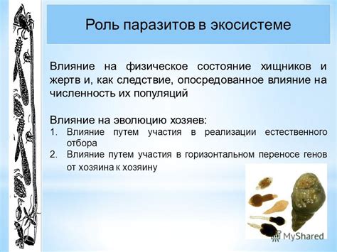 Роль паразитов в формировании белого налета