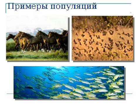 Рыболовство и сохранение популяции семги малек