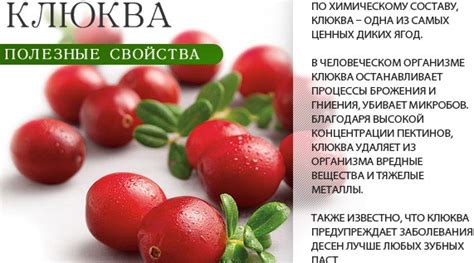 Свойства клюквы при простуде
