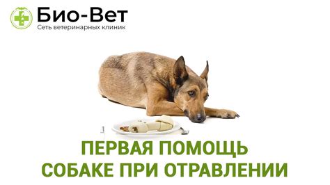 Симптомы и причины отравления собаки хлоркой