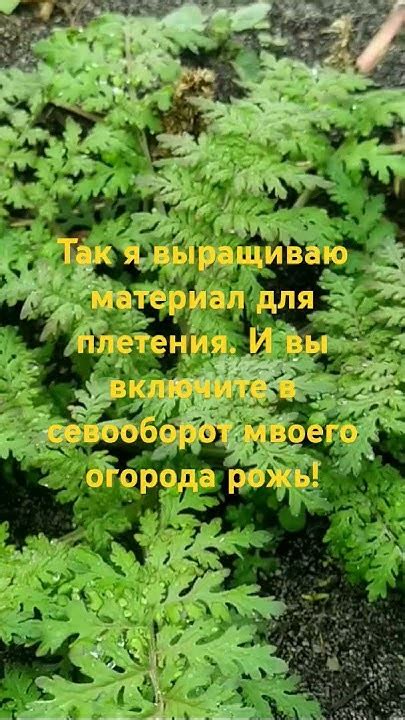 Сколько подкладов может быть в огороде