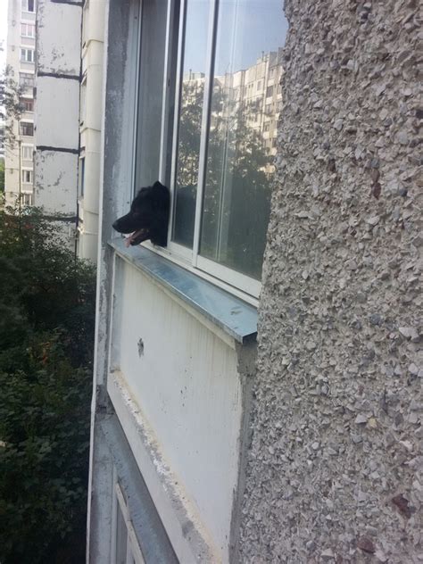 Собака покинула балкон