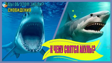 Сон: К чему снится укус акулы за ногу