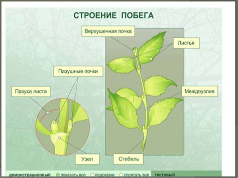 Увеличение числа боковых побегов