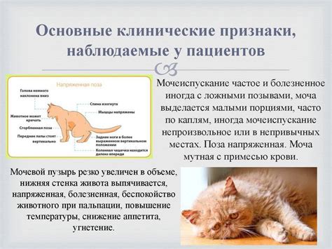Физические реакции организма кошки