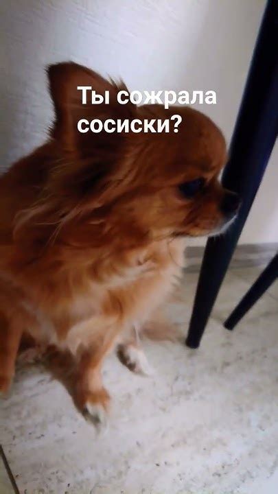 Что делать, если собака съела кожуру от сосиски