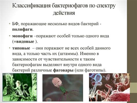 Активные микроорганизмы и насекомые