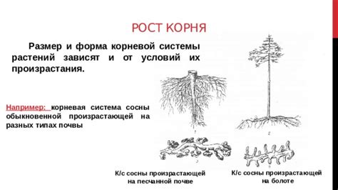 Активный рост корневой системы