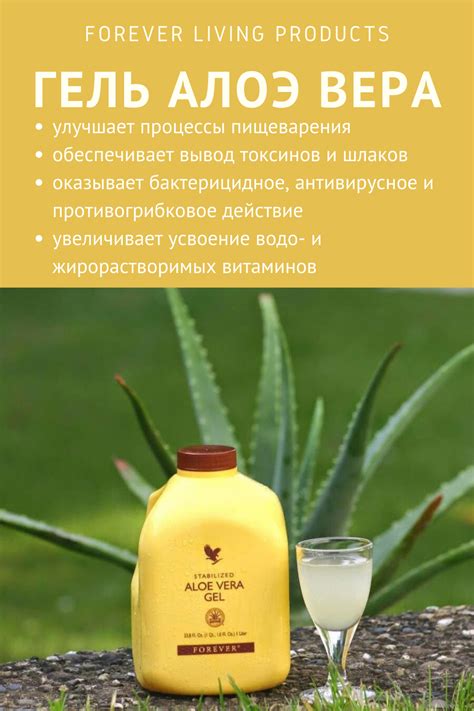 Алоэ способствует снижению веса