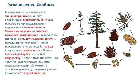 Альтернативные способы определения возраста ели обыкновенной