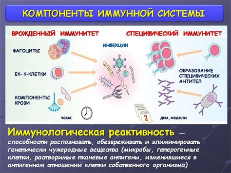 Брокколи и иммунная система