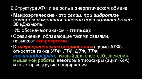 Важная роль в энергетическом обмене