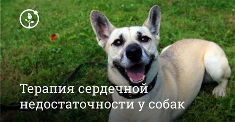 Важность регулярного контроля состояния овчарки