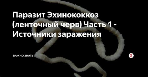 Важные меры предосторожности при съедении опарыша в рыбе