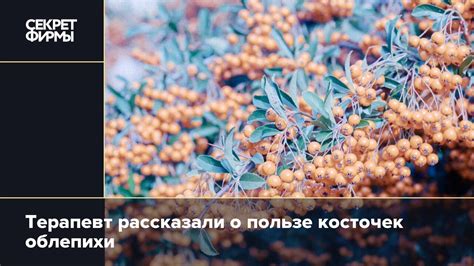 Важные моменты при использовании косточек облепихи: