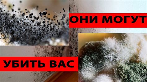 Вероятные побочные эффекты от плесени на йогурте