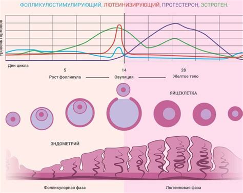 Влияние гормональных изменений на психоэмоциональное состояние женщины
