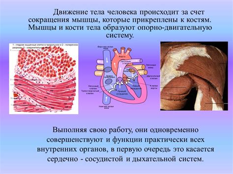 Влияние на опорно-двигательную систему