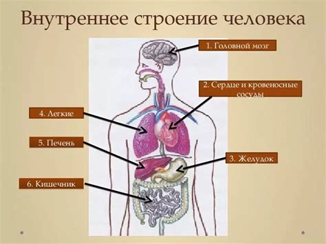Внутренние органы