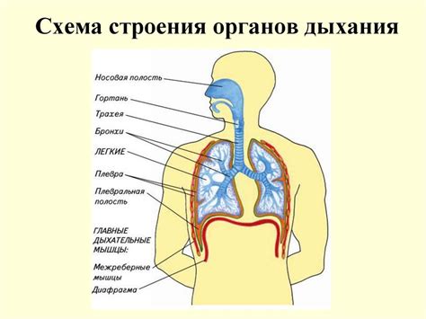 Воздействие на органы дыхания