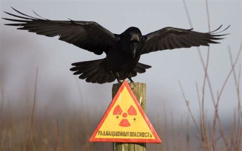 Ворон и предупреждение