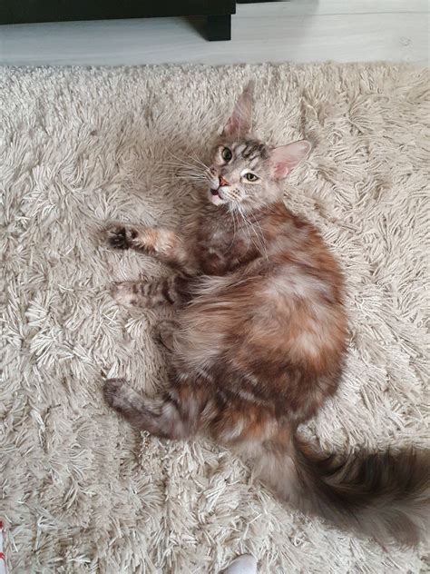 Вред забивания котенка