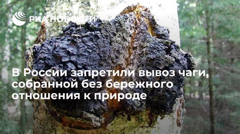 Вывоз чаги из России с учетом экологических и правовых аспектов