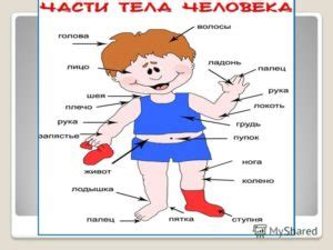 Выделение основных частей тела