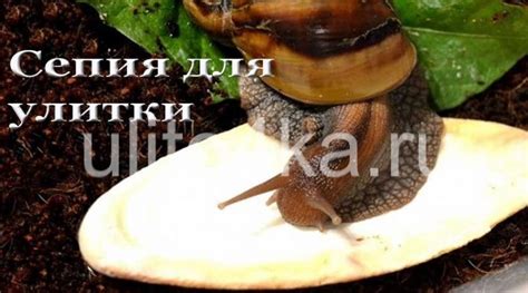 Глазурь для улиток
