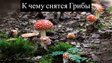 Грибы на ногах во сне: хорошие или плохие предзнаменования