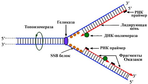 Деловая репликация после "выздоравливай"