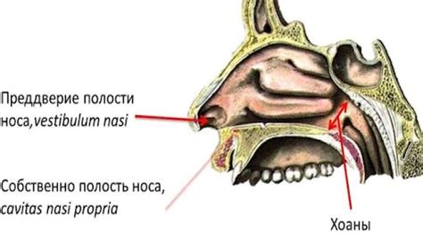 Детализация мордочки: нос, ноздри и ухо