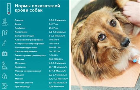 Диагностика и лечение повышенного уровня альбумин глобулина у собаки