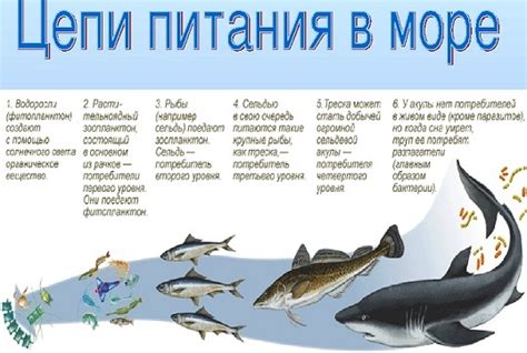 Дисбаланс в морской пищевой цепочке