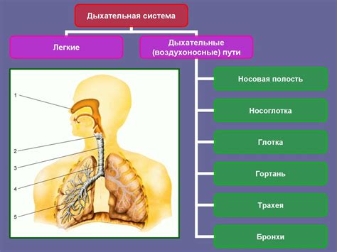 Дыхательная система и воздух вокруг нас