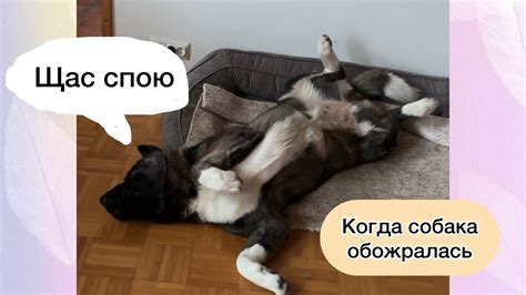 Если собака переела