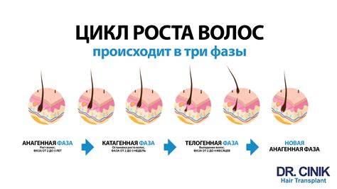 Закончившийся цикл роста