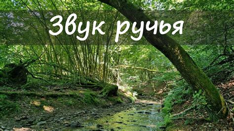 Звуки природы – лекарство от стресса