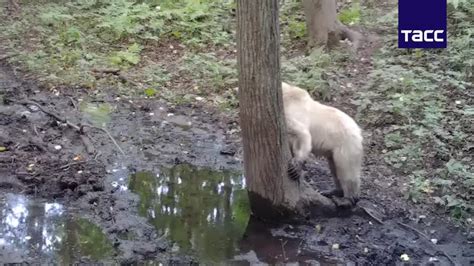 Значение белого окраса