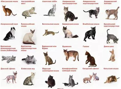 Значение длины усов для кота