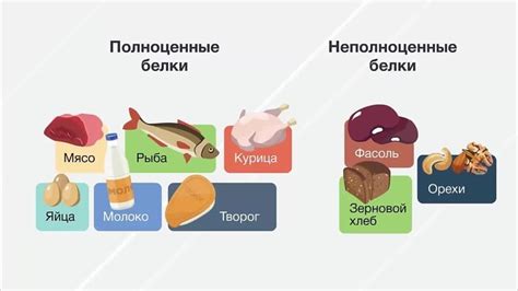 Значение фибров в организме
