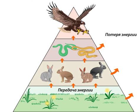 Интересные факты о пищевых цепях и ее важности