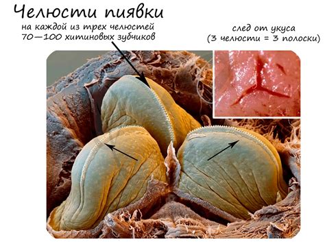 Интуитивные методы удаления крови с пиявки