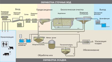 Использование природных элементов для очистки