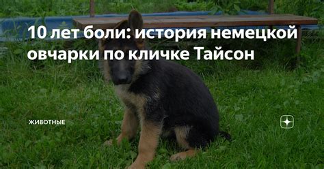 История происхождения имени "Тайсон"